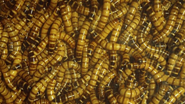 11191541_MotionElements_dozens-of-tiny-mealworms_converted_a-0005.jpg